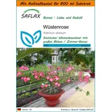 SAFLAX - Garden in the Bag - Bonsai - Wüstenrose - 8 Samen - Mit Substrat im passenden Standbodenbeutel - Adenium obesum