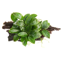 Anubias barteri var. Nana 15 x 6 x 12 Centimeter Wurzel