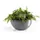 Ecopots Pflanzschale Brussels Grau 25 cm