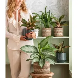 Dehner Kolbenfaden Ø Aglaonema commutatum, Silver Bay, Hellgrün, Hellgrau, Weiß, Grün