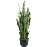 Fuchs Versand 24/7 Sanseveria, 90cm grün,