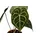 Dehner Herzblattblume, Anthurium clarinervium, Dunkelgrün, Weiß