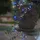 Star Trading Solarlichterkette Dew Drop LED 5 m Bunt