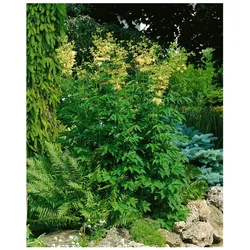Filipendula ulmaria, Mädesüß, ca. 9x9 cm Topf, duftend