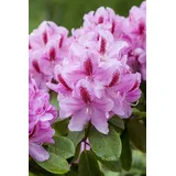 pflanzen-für-dich.de – Rhododendron-hybride 'furnivall's Daughter' Rhododendron Hybr.'furnivall's Daughter' C12 60- 70
