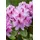 pflanzen-für-dich.de – Rhododendron-hybride 'furnivall's Daughter' Rhododendron Hybr.'furnivall's Daughter' C12 60- 70