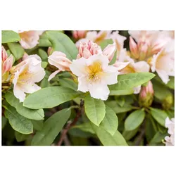 Rhododendron Hybr. 'Belkanto', Rhododendron, 30–40 cm, rosa Blüten