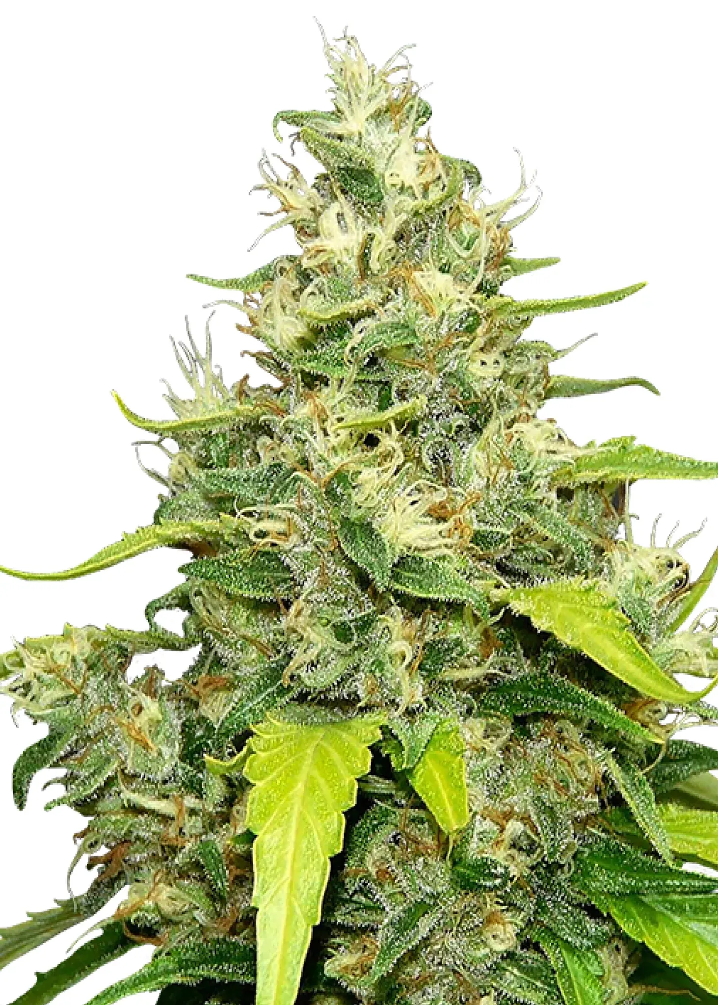 Royal Queen Seeds Blue Gelato 3 Samen