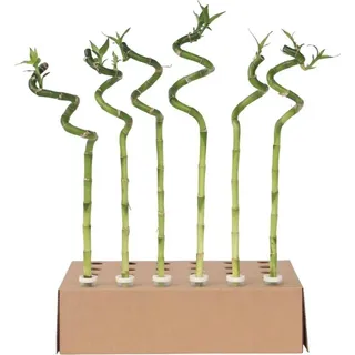 Plant in a Box - Glücksbambus - 6 Stk - Dracaena sanderiana - Höhe 40-50cm