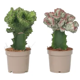 Plant in a Box - 2 Stk - Euphorbia 'Lactea' - Höhe 25-30cm