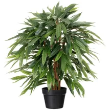 creativ-green Kaiserkraft 548146 Weeping Ficus, im Kunststofftopf Höhe