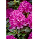 Pflanzen Für Dich Rhododendron 'Nova Zembla', rot, 50–60 cm