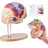 Vevor Menschliches Gehirn Modell Anatomie 2X Lebensgroßes 4-teiliges Anatomisches Modell mit Etiketten & Display Basis