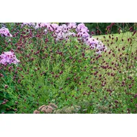 PlantaPro Sanguisorba officinalis 'Pink Tanna' ca. 11x11 cm Topf