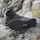 Adidas Terrex Ax4id Goretex Wanderschuhe - Black - EU 38 2/3