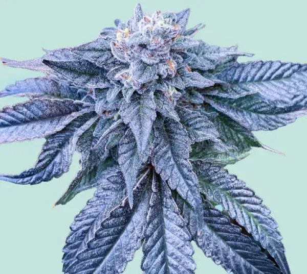 Mainhattan Seeds Northern Light Blue 5 Samen