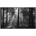 Papermoon Infrarotheizung »EcoHeat - Forrest Morgen in schwarz+weiss«, Matt-Effekt - bunt