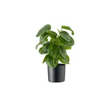 Möbel Kraft Maranta getopft ¦ grün ¦ Kunststoff ¦ Maße (cm): H: 45