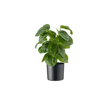 Möbel Kraft Maranta getopft ¦ grün ¦ Kunststoff ¦ Maße (cm): H: 45