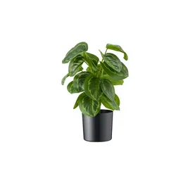 Möbel Kraft Maranta getopft ¦ grün ¦ Kunststoff ¦ Maße (cm): H: 45
