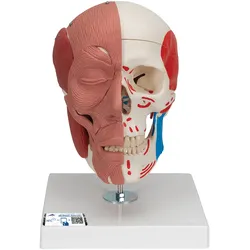 Schädel Modell mit Gesichtsmuskulatur - 3B Smart Anatomy
