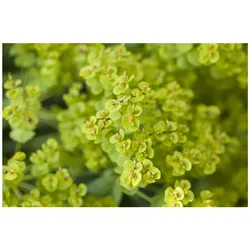Euphorbia seguieriana ssp. niciciana, ca. 9x9 cm Topf, dekorativ