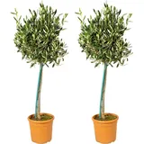 Bloomique - 2er-Set - Olea Europaea - Olivenbaum Echt - Gartenpflanzen Winterhart - Höhe 80-90 cm - Topf 19 cm
