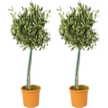 Bloomique - 2er-Set - Olea Europaea - Olivenbaum Echt - Gartenpflanzen Winterhart - Höhe 80-90 cm - Topf 19 cm