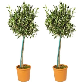 Bloomique - 2er-Set - Olea Europaea - Olivenbaum Echt - Gartenpflanzen Winterhart - Höhe 80-90 cm - Topf 19 cm