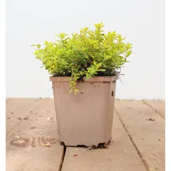 Thymus x citriodorus 'Golden Dwarf', Zitronenthymian, goldgelb, ca. 9x9 cm Topf