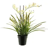 Kunstorchidee Kunstblume Cymbidum Orchidee XINGUI, Creme-pink, 70 cm Orchidee (Orchidee cymbidium), artplants weiß