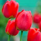 Plant in a Box - Tulpenzwiebeln - 14 Stk - Tulipa Red Impression' - Rot