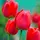 Plant in a Box - Tulpenzwiebeln - 14 Stk - Tulipa Red Impression' - Rot
