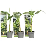 Plant in a Box - Bananenpflanze - 3 Stk - Musa basjoo - Höhe 25-40cm - Topf 9cm