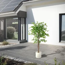 ML-Design Kunstpflanze Ficus 150 cm, mit Naturholzstamm