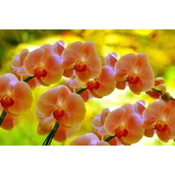 Fototapete PAPERMOON "ORCHIDEEN-BLUME PFLANZE BLÜTE MAKRO NATUR MUSTER DEKOR", bunt, B:3,00m L:2,23m, Vlies, Tapeten