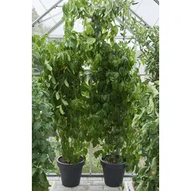 Juliana Magnum 128 Alu ESG 3 mm 9,9 m²