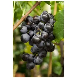 Vitis vinifera 'Erdbeertraube', Weinrebe, 100–150 cm
