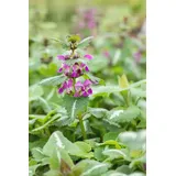 Pflanzen Für Dich Gefleckte Taubnessel Lamium maculatum 'Chequers'