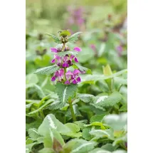 Pflanzen Für Dich Gefleckte Taubnessel Lamium maculatum 'Chequers'