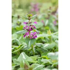 Pflanzen Für Dich Gefleckte Taubnessel Lamium maculatum 'Chequers'