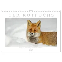 Calvendo Der Rotfuchs (Wandkalender 2026 DIN A4 quer), CALVENDO