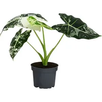 Dehner Pfeilblatt, Alocasia micholitziana 'Frydek' variegata, Rarität mit außergewöhnlicher