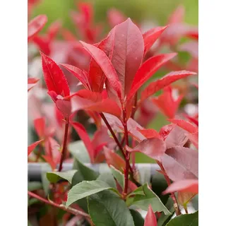 Rote Glanzmispel 'Red Robin' - Photinia fraseri 'Red Robin' - Containerware 40-60cm - Garten von Ehren®