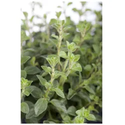 Origanum vulgare, Oregano, aromatisch, ca. 9x9 cm Topf