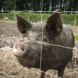 casa pura Wildzaun 1,2 x 50 m silber