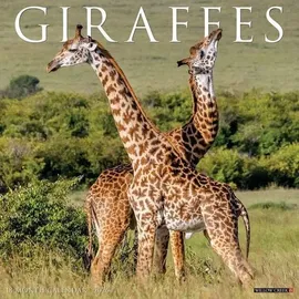 Willow Creek Press Giraffes 2026 Wall Calendar