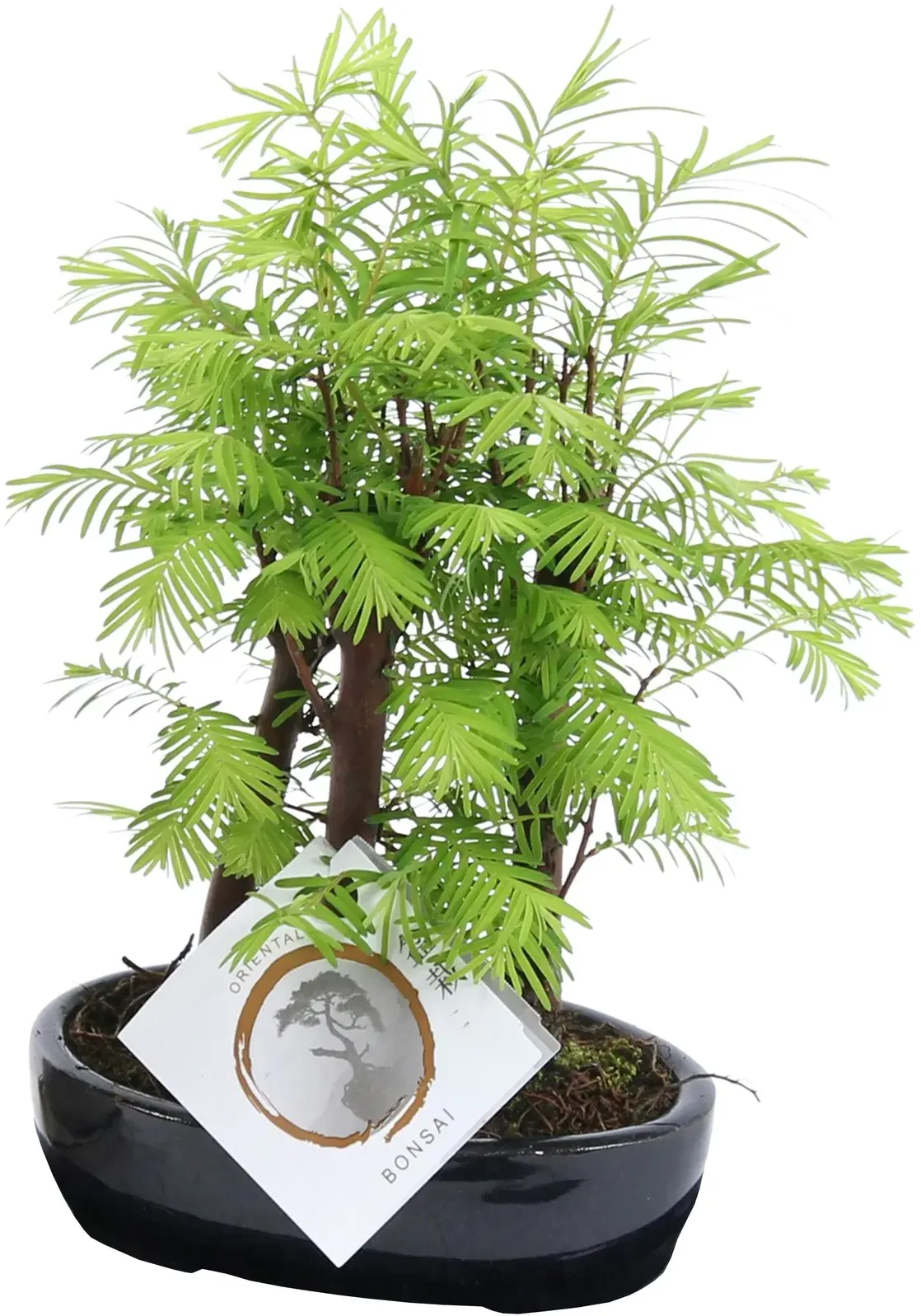 Plant in a Box Bonsai im Freien - Bonsai Metasequoia Forest Höhe 20-30cm