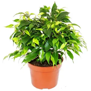 EXOTENHERZ Buschige Birkenfeige Ficus benjamini "Kinky Green" 12cm Topf