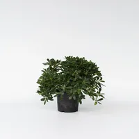 Plant in a Box - Pittosporum tobira nanum -